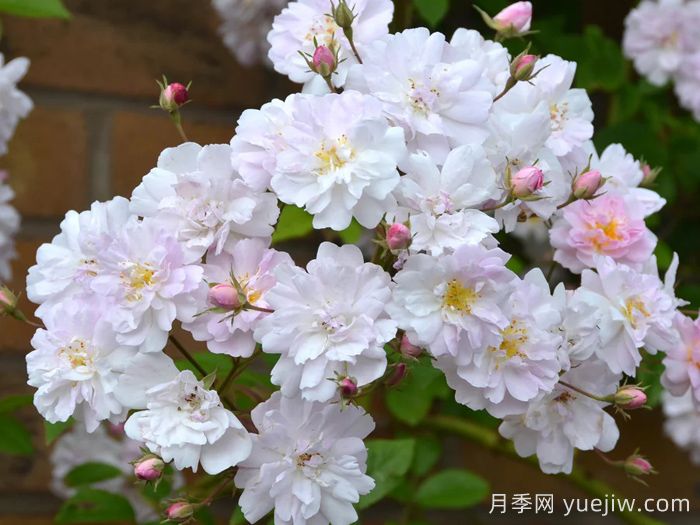 保罗的喜马拉雅麝香月季(图1)