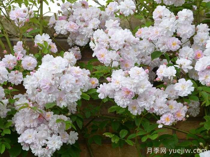 保罗的喜马拉雅麝香月季(图2)