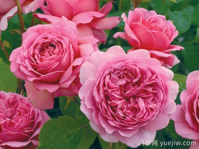 肯特公主月季/亚历山德拉公主月季(图1)