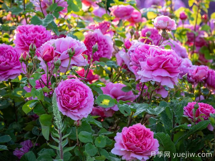 肯特公主月季/亚历山德拉公主月季(图5)