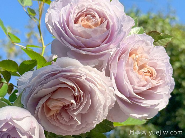 烟霞客月季(图1)