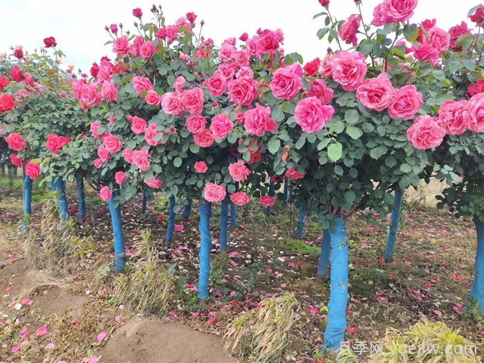 城乡园林绿化常用的50种植物(图1) 城乡园林绿化常用的50种植物(图1)