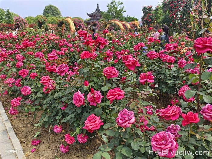 城乡园林绿化常用的50种植物(图2) 城乡园林绿化常用的50种植物(图2)