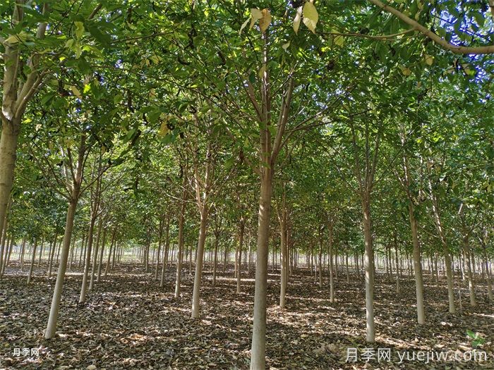 城乡园林绿化常用的50种植物(图3) 城乡园林绿化常用的50种植物(图3)