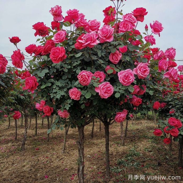 高速出入口隔离带适合种树状月季吗?(图1) 高速出入口隔离带适合种树状月季吗?(图1)