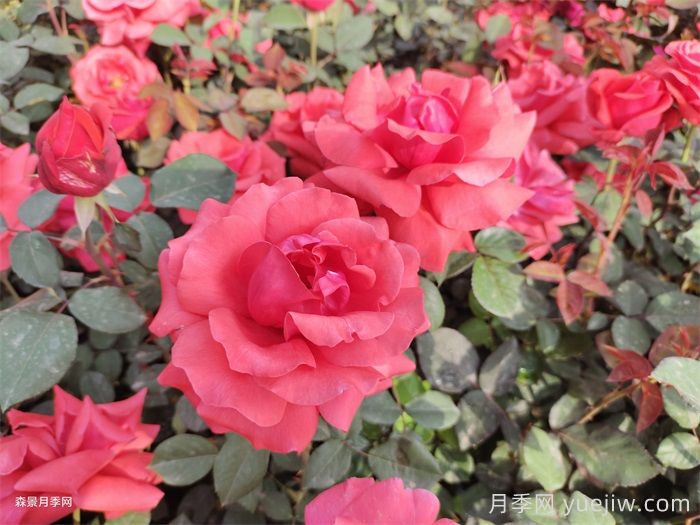 陇南适合种月季吗?有哪些绿化月季应用?(图1) 陇南适合种月季吗?有哪些绿化月季应用?(图1)