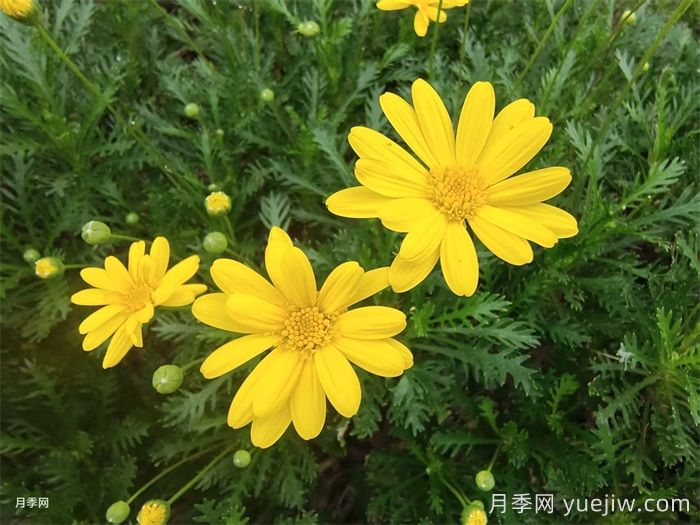 花境是什么?有哪些花境植物?(图3) 花境是什么?有哪些花境植物?(图3)