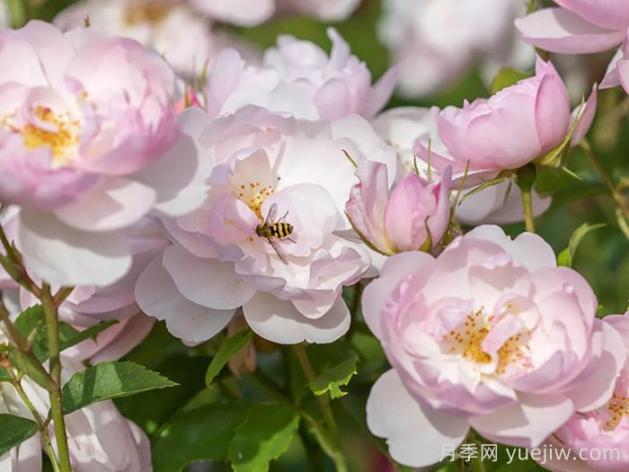 斯卡堡集市月季/斯卡布罗集市月季(图2)