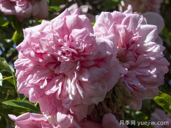 保罗诺埃尔月季/保罗诺尔/保罗圣诞节(图2) 保罗诺埃尔月季/保罗诺尔/保罗圣诞节(图2)