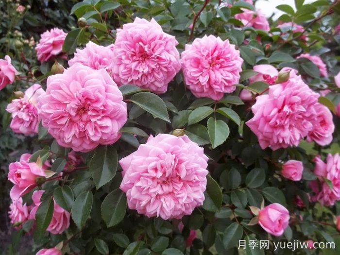 保罗诺埃尔月季/保罗诺尔/保罗圣诞节(图3) 保罗诺埃尔月季/保罗诺尔/保罗圣诞节(图3)