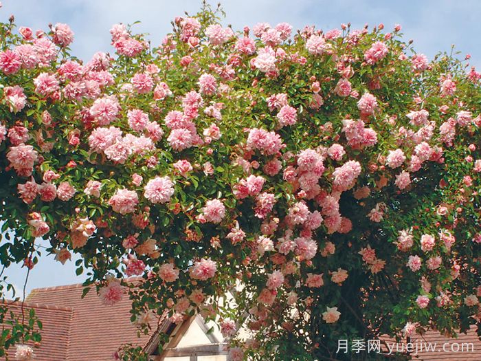 保罗诺埃尔月季/保罗诺尔/保罗圣诞节(图4) 保罗诺埃尔月季/保罗诺尔/保罗圣诞节(图4)