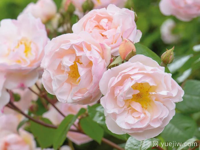 湖中仙女月季/莱克夫人月季/湖中女郎(图1) 湖中仙女月季/莱克夫人月季/湖中女郎(图1)