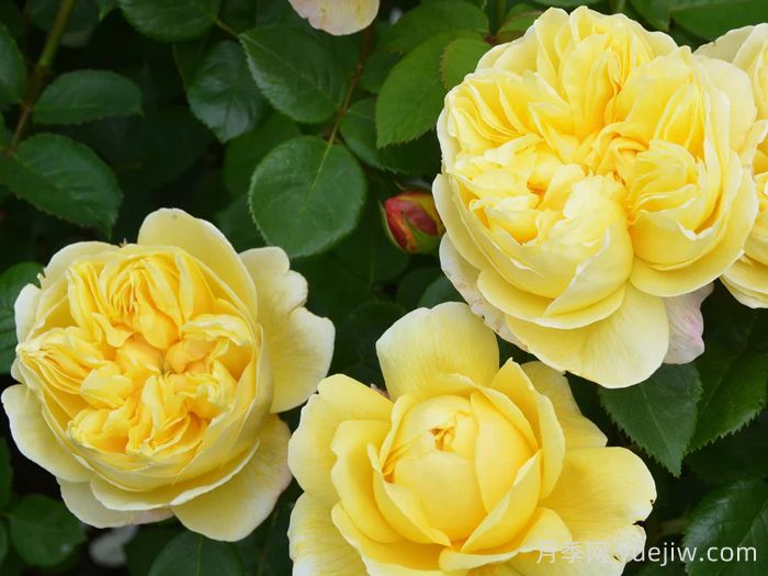 查尔斯达尔文月季(图2)