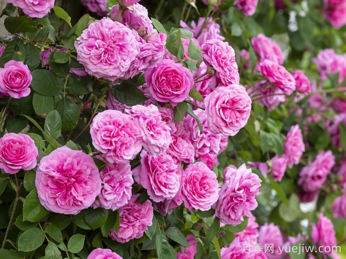 格特鲁德杰基尔月季/葛楚德杰基尔(图3)