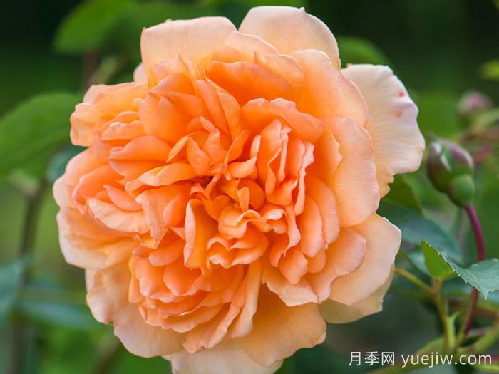 朱迪丹奇夫人月季/朱迪丹奇爵士(图1)