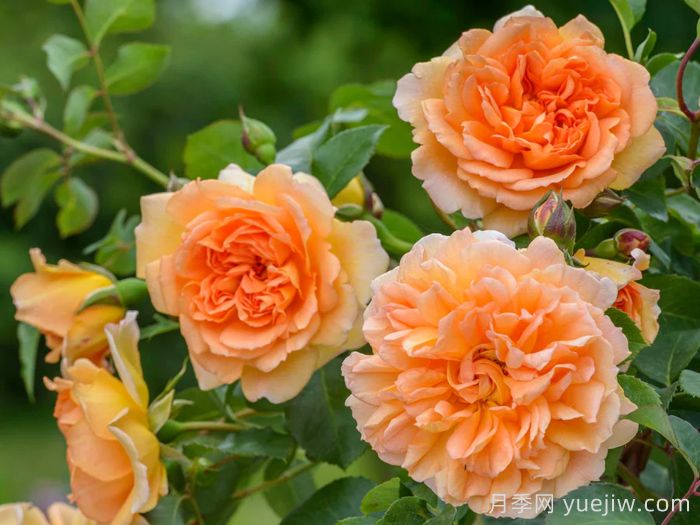 朱迪丹奇夫人月季/朱迪丹奇爵士(图2)