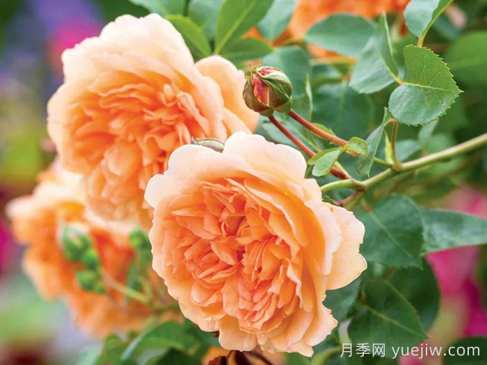 朱迪丹奇夫人月季/朱迪丹奇爵士(图3)