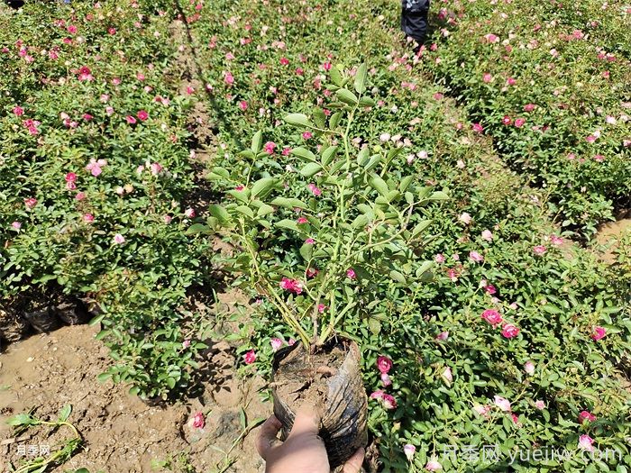 秋季月季小苗快速服盆的10个注意事项(图1) 秋季月季小苗快速服盆的10个注意事项(图1)