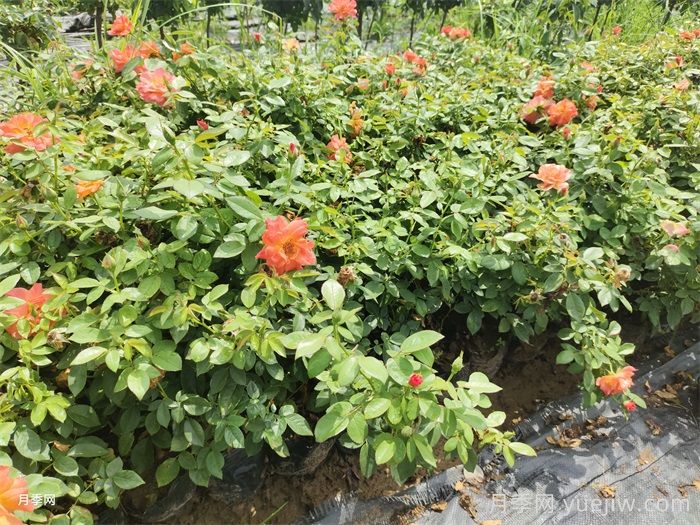 秋季月季小苗快速服盆的10个注意事项(图2) 秋季月季小苗快速服盆的10个注意事项(图2)