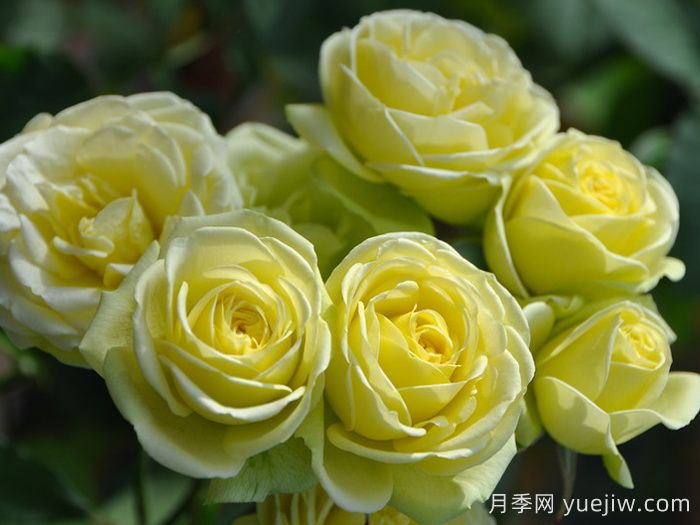 奶油龙沙宝石月季,月光般的温柔(图2) 奶油龙沙宝石月季,月光般的温柔(图2)