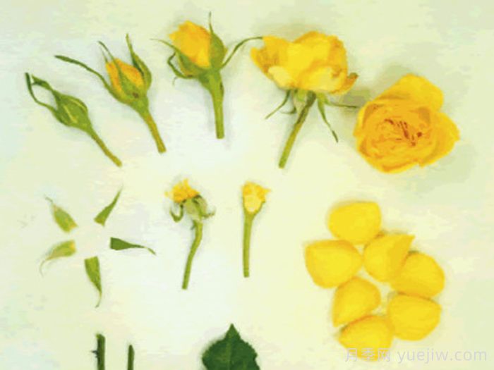 得克萨斯柯德娜月季(图1) 得克萨斯柯德娜月季(图1)