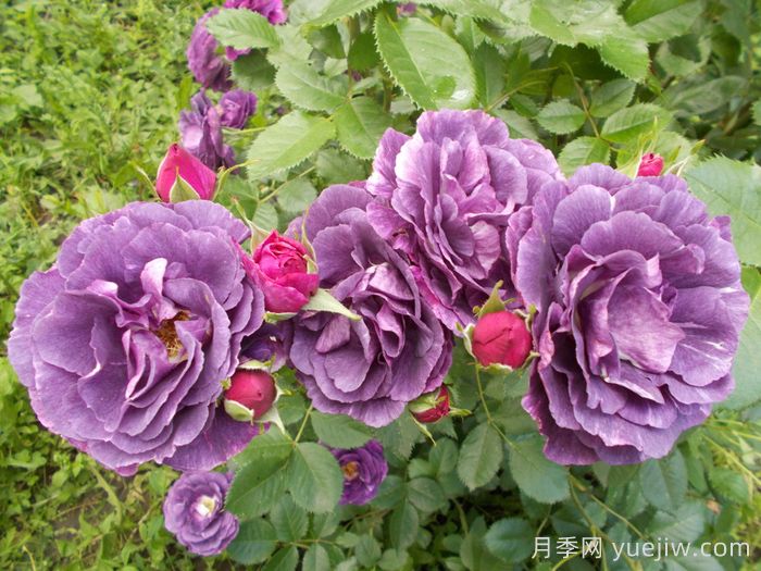 奥秘月季/神秘月季(图5)