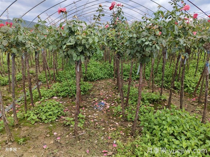 雨过天晴杂草疯长?园林人必备根治指南(图1) 雨过天晴杂草疯长?园林人必备根治指南(图1)