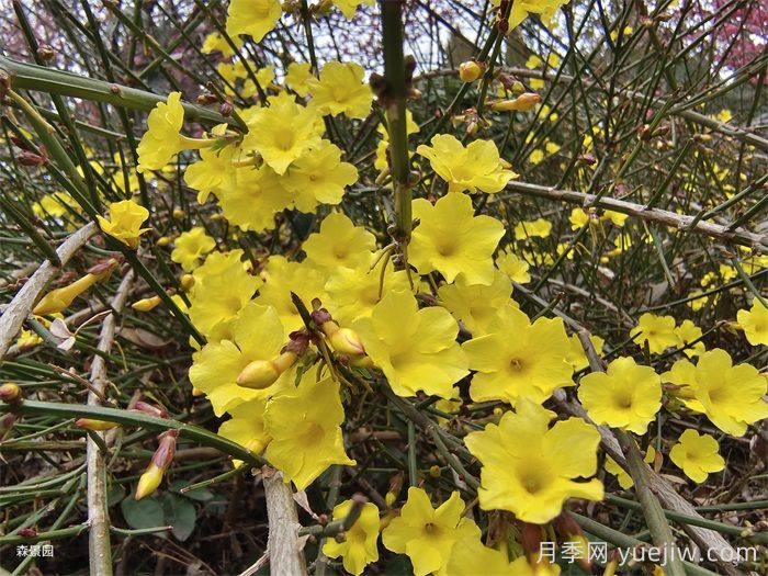 迎春花和连翘的区别?(图1) 迎春花和连翘的区别?(图1)