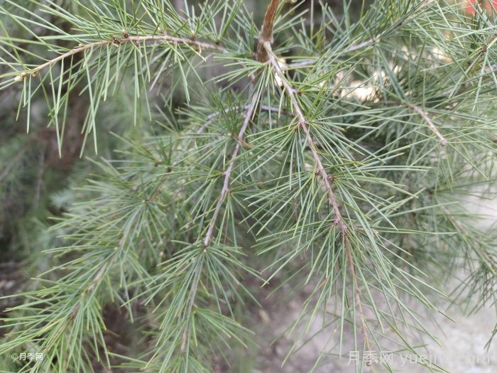 雪松是松树的一种吗?(图1) 雪松是松树的一种吗?(图1)
