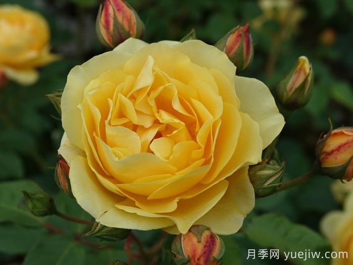 格拉汉托马斯月季(图3)