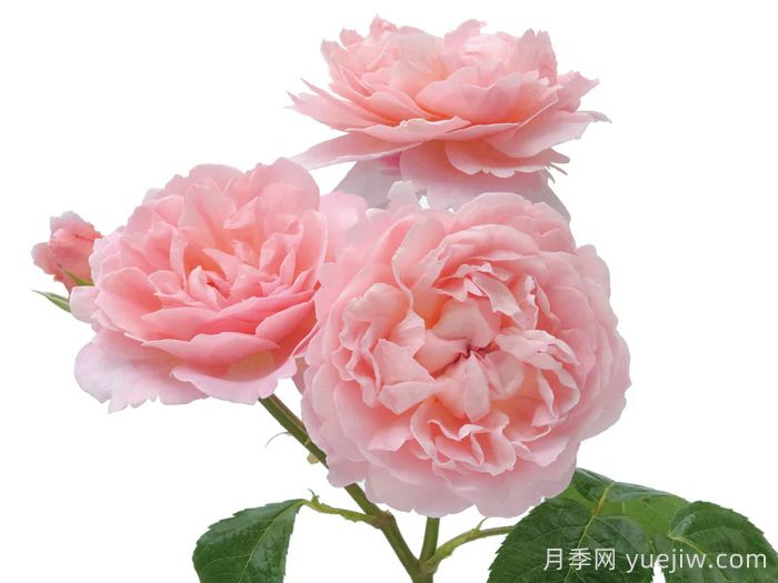 草莓山月季(图4)