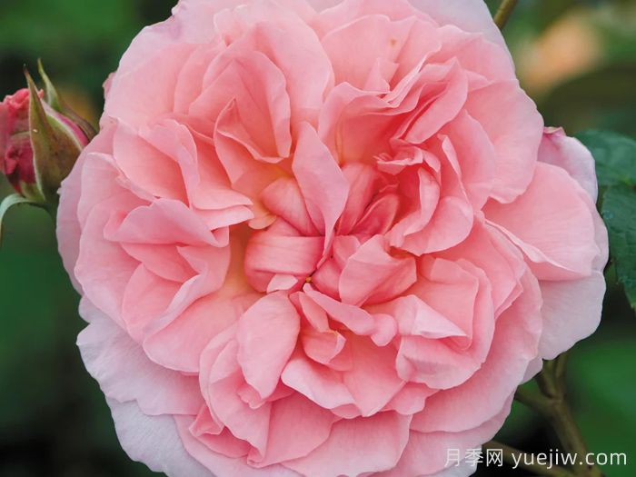 草莓山月季(图3)