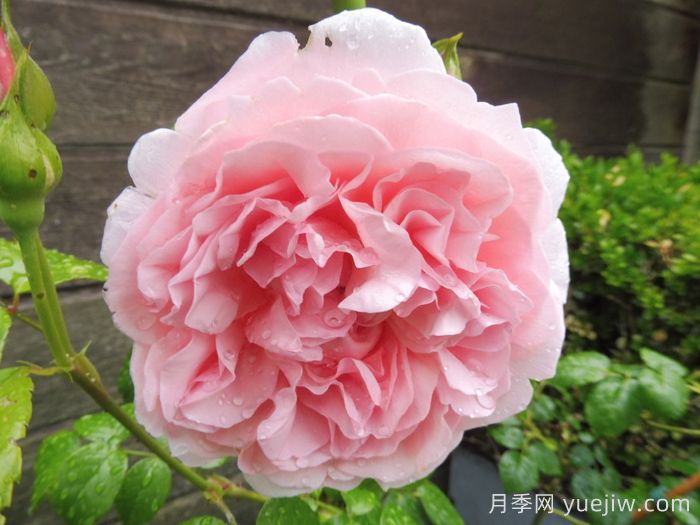 草莓山月季(图2)