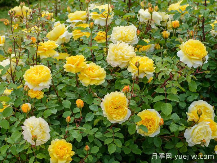 诗人的妻子月季(图4)