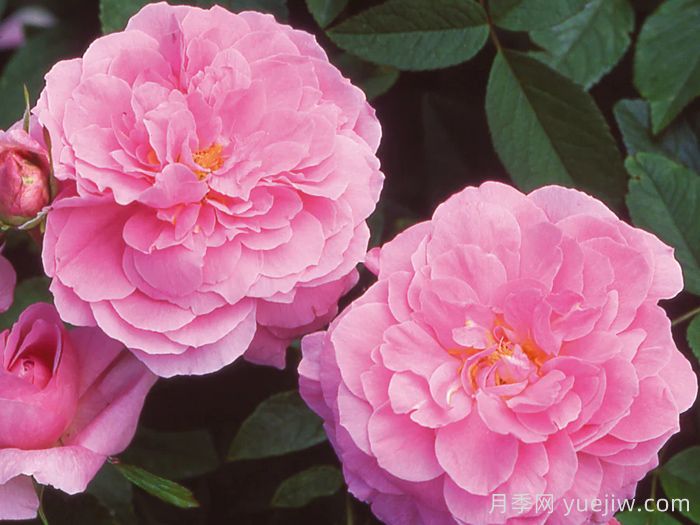 五月花月季(图1)