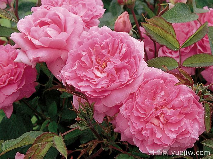 五月花月季(图2)