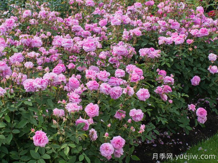 五月花月季(图3)