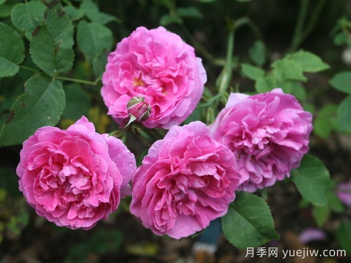 英格兰玫瑰月季(图3)