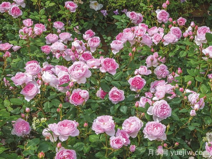 古代水手月季/凯尔姆斯科特月季(图5)