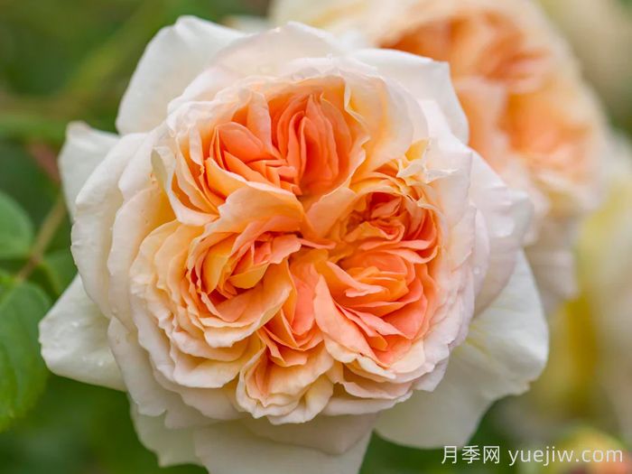 芭思希芭月季/所罗门王月季(图1)