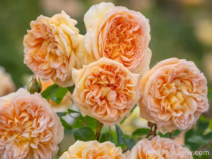 芭思希芭月季/所罗门王月季(图2)