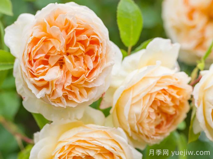 芭思希芭月季/所罗门王月季(图3)