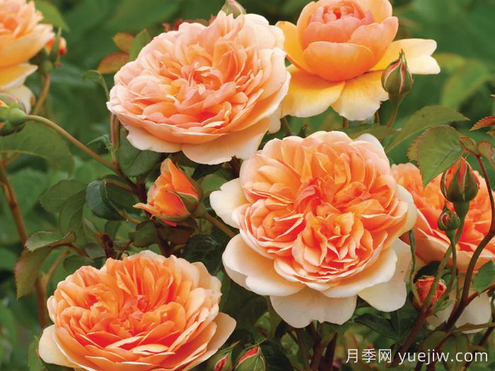 阳光港月季/港口阳光(图1)