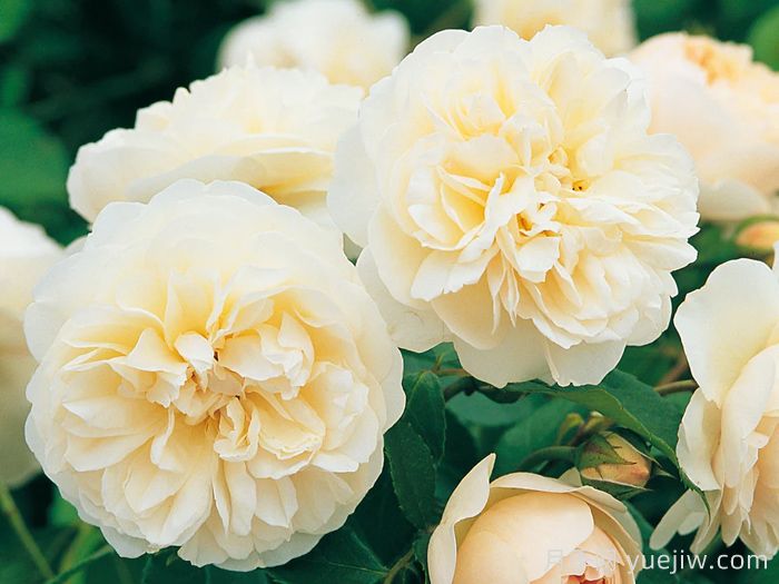 利奇菲尔德天使月季(图1)