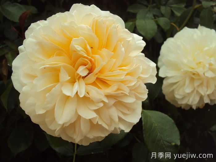 利奇菲尔德天使月季(图4)