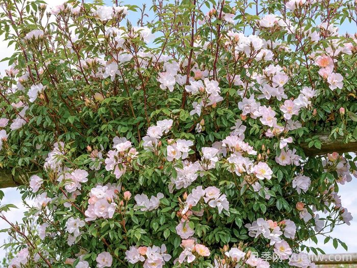 自由飞翔月季/珊瑚海月季/张开双臂(图3)