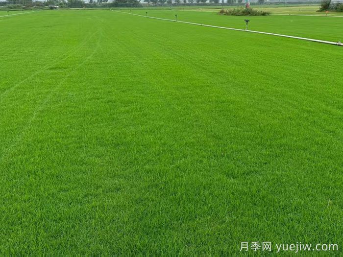 刚铺的草皮一天浇水几次？(图2)