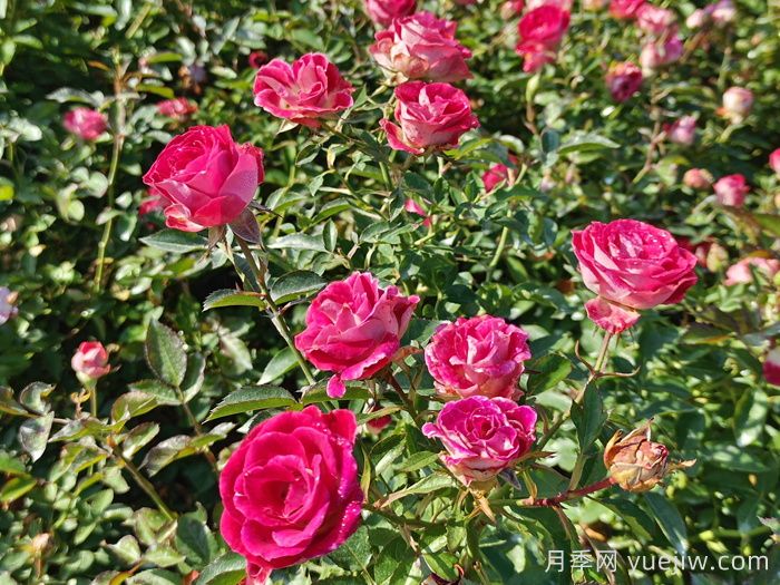 深秋里的月季,是希望的信使(图1) 深秋里的月季,是希望的信使(图1)