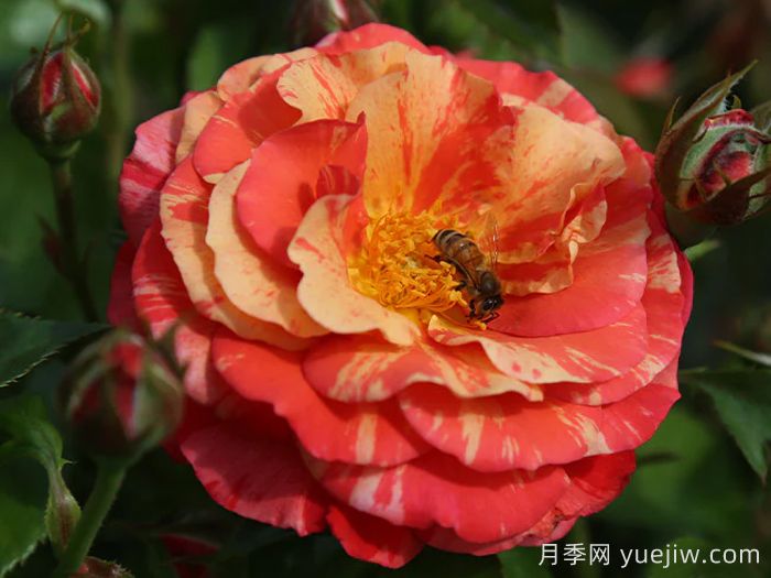 弗里达卡罗月季(图2)