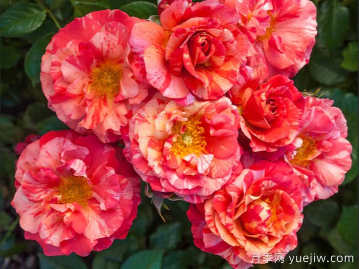 5个月季花品种推荐(图2)